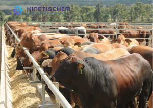 Jual Calcium Lactate Feed Grade -