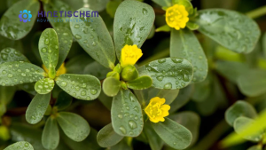 Jual Portoluca Oleracea Extract -